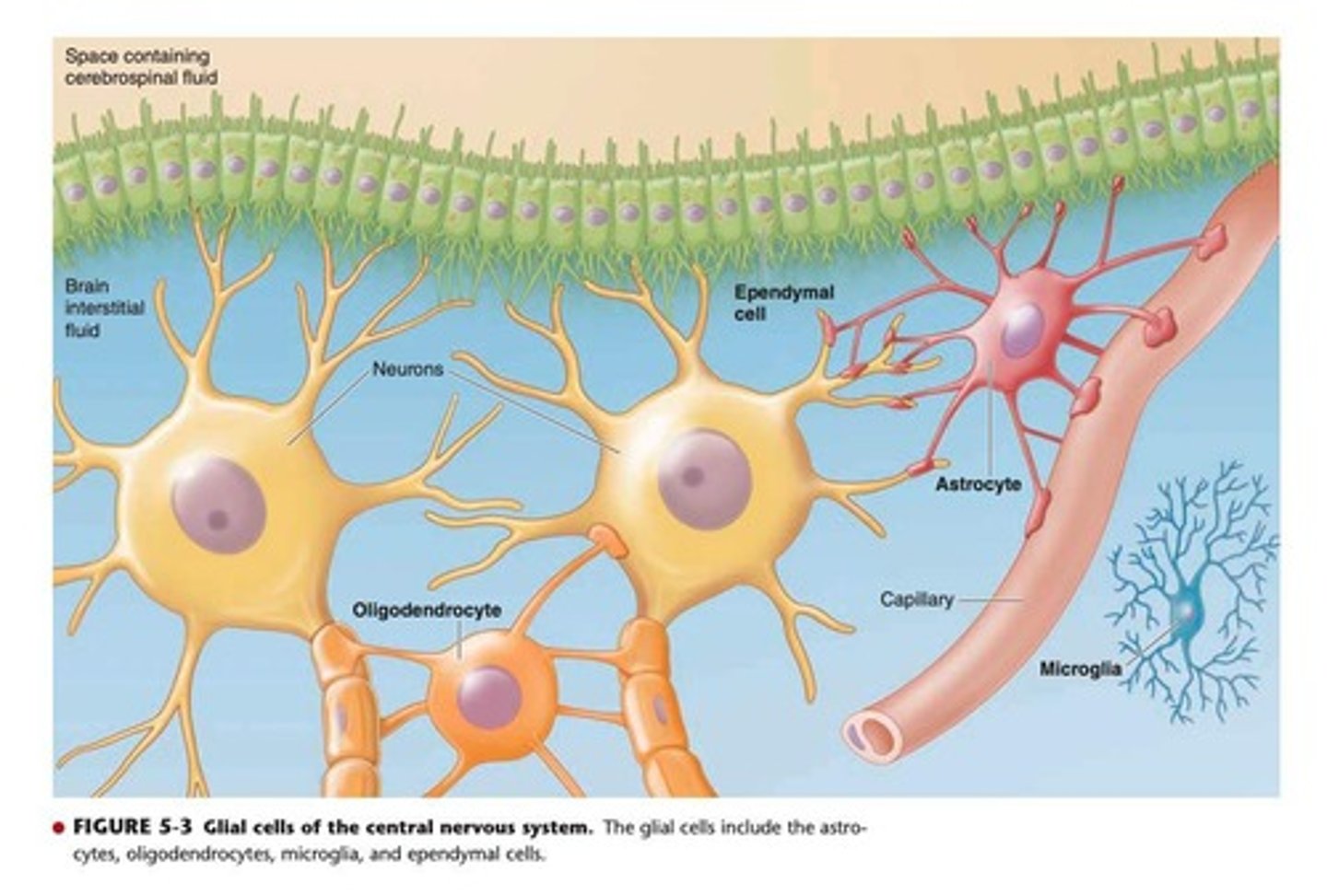 <p>Glial cells, or glia, provide connective and support functions in the nervous system.</p>