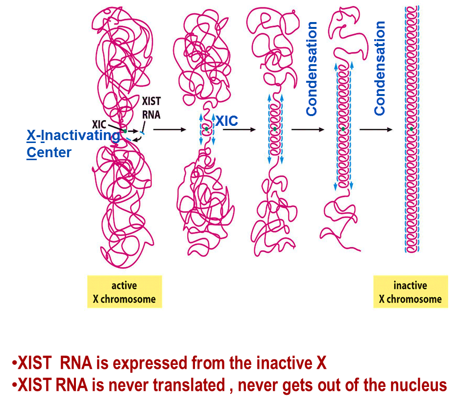 <p>XIST RNA plays an important role in X-chromosome inactivation. </p><p>First, the active X-chromosome becomes inactive and condensed with variant hypo-acetylation, H3&amp;H4 ubiquitylation, H3 methylation, DNA methylation and association of HP1. Then, XIST RNA will coat the X-chromosome. </p>