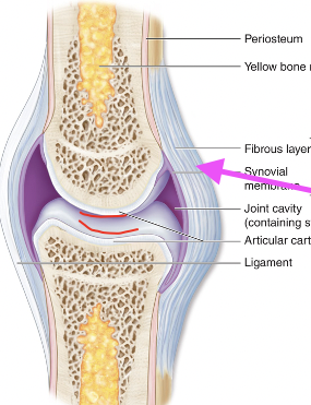 <p><span style="font-family: Calibri">made of a fibrous layer and a synovial membrane – synovial membrane (epi that makes fluid) wraps entire joint – saran wrap</span></p><p><span>–</span><span style="font-family: Times New Roman">Fibrous capsule:dense regular CT</span></p><p><span>–</span><span style="font-family: Times New Roman">Synovial membrane: lines all internal joint surfaces that are not hyaline cartilage</span></p>