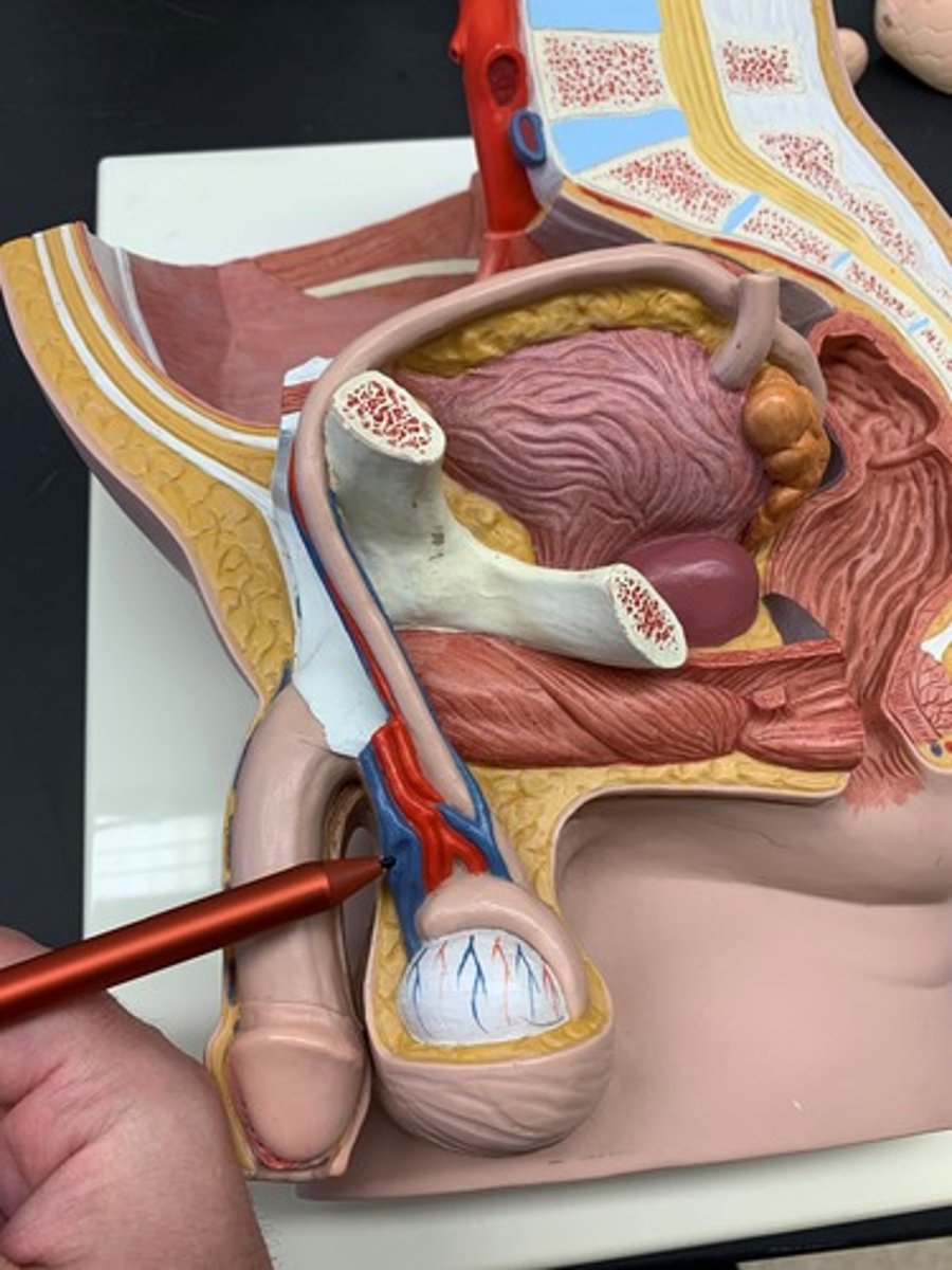 <p>formed by the pampiniform plexus</p>