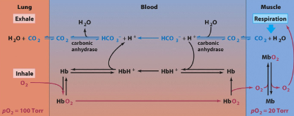 <ul><li><p>the CO2 produced by respiring tissue diffuses from tissues to capillaries, where dissolved CO2 slowly enters: CO<sub>2</sub> + H<sub>2</sub>O ←> H<sup>+</sup>&nbsp;+ HCO<sub>3</sub><sup>-</sup></p></li><li><p>In erythrocytes, carbonic anhydrase accelerates the reaction, converting CO<sub>2</sub> to HCO<sub>3</sub><sup>-</sup> + H<sup>+</sup></p></li><li><p>In the capillaries, where pO2 is low, the T state Hb takes up the H+ ions as there are ion pairs in the T state; this induces Hb to release its bound O2</p></li><li><p>we also get CO2 transport through the book as HCO3-</p></li><li><p>in the lungs, where pO2 is high, O2 binding to Hb disrupts ion pairs and causes T→R Hb transition; the freed H+ can then recombine with HCO3- to drive off&nbsp; CO2</p></li><li><p>Just said that ^[H+] caused ^ association of H+ with Hb at ion pairs to maintain T state, which releases O2. Thus at lower blood pH, you will see more release of O2. When lactic acid made by muscle, more O2 can be released by Hb to muscle</p></li></ul><p></p>