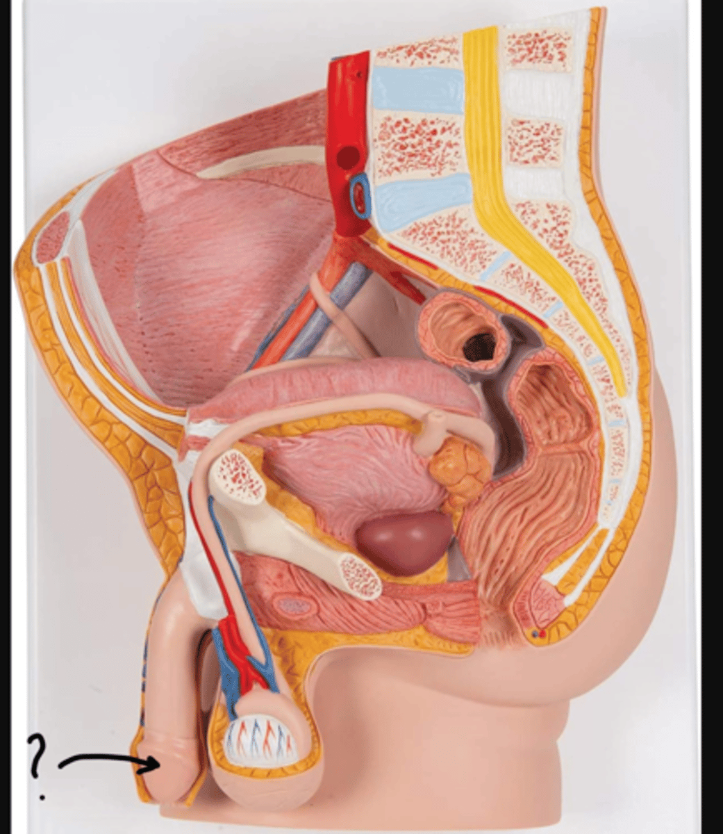 <p>Name this specific part of the organ</p>
