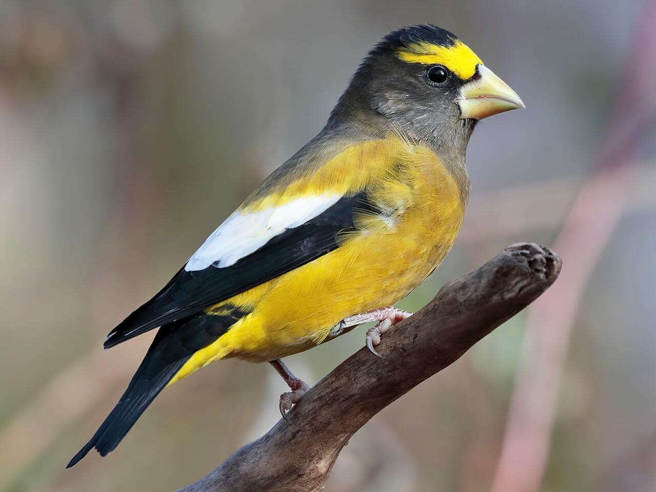 <p>Stocky yellow-black finch with huge pale bill, white wing patches; females gray; Special Concern.</p>
