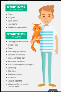 <p>Flu-like illness; severe congenital infection possible.</p>