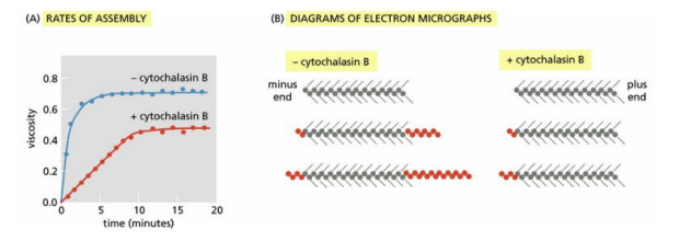 <p>Cytochalasin B interferes with the assembly of actin filaments. In the classic experiment that defined its mechanism, short lengths of actin filaments were decorated with myosin heads and then mixed with actin subunits in the presence or absence of cytochalasin B. Assembly of actin filaments was measured by assaying the viscosity of the solution (see the figure Part A) and by examining samples by electron microscopy (Part B). The decorated actin filaments present before the addition of actin monomers are shown at the top of each set of three. Filaments present after increasing times of incubation with actin monomers (red circles) are shown below</p><p></p><p>Which of the following statements describes a plausible mechanism of cytochalasin B action that accounts for the slower rate of assembly and the appearance of the filaments in the electron micrographs?</p><p>A) Cytochalasin B binds to the plus end of the filament to block monomer addition.</p><p>B) Cytochalasin B binds to the actin monomers to promote addition to the plus end.</p><p>C) Cytochalasin B binds to the actin monomers to promote addition to the minus end.</p><p>D) Cytochalasin B binds to the minus end of the filament to block monomer addition</p>