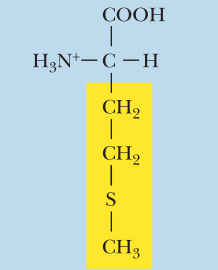 <ul><li><p>Nonpolar</p></li><li><p>Met, M</p></li><li><p>α-COOH pKa: 2.3</p></li><li><p>α-NH3+ pKa: 9.2</p></li><li><p>* Oxidized at the sulfur</p></li></ul><p></p>