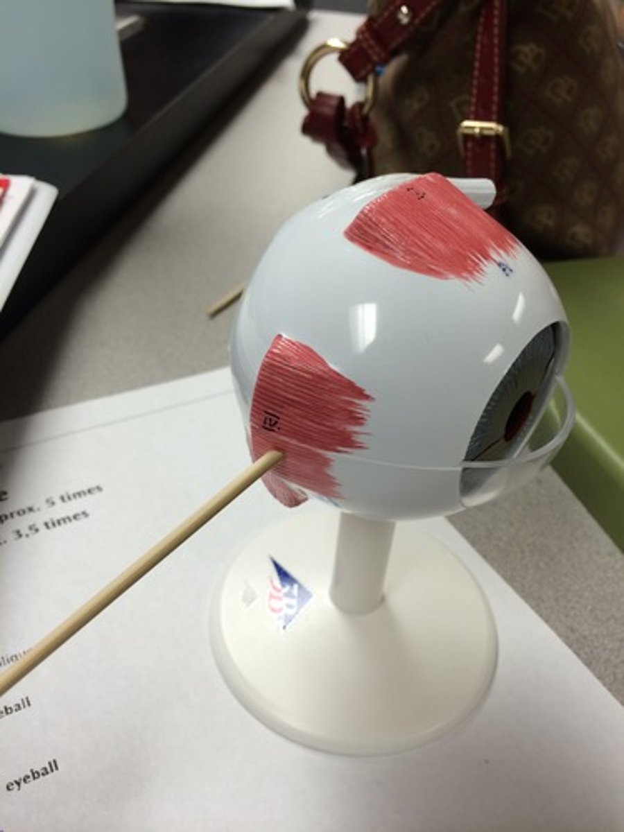 knowt flashcard image