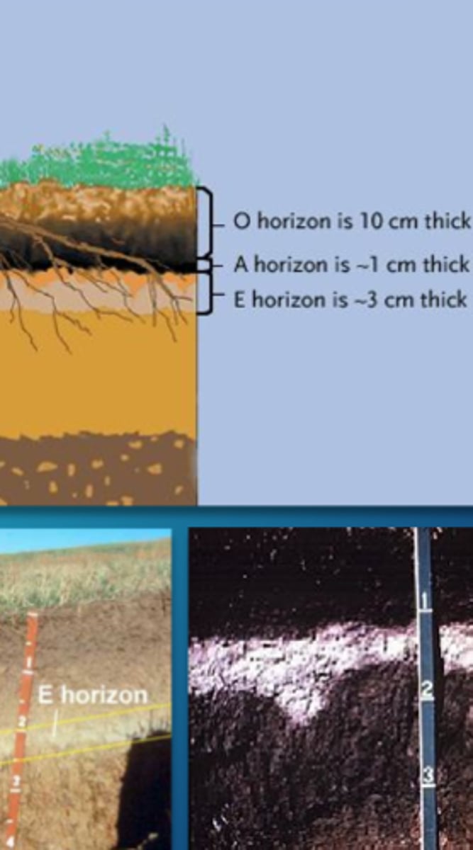 <p>soil type, in some acidic soils, metals and nutrients (iron, aluminum, organic acids) are leached from above</p>