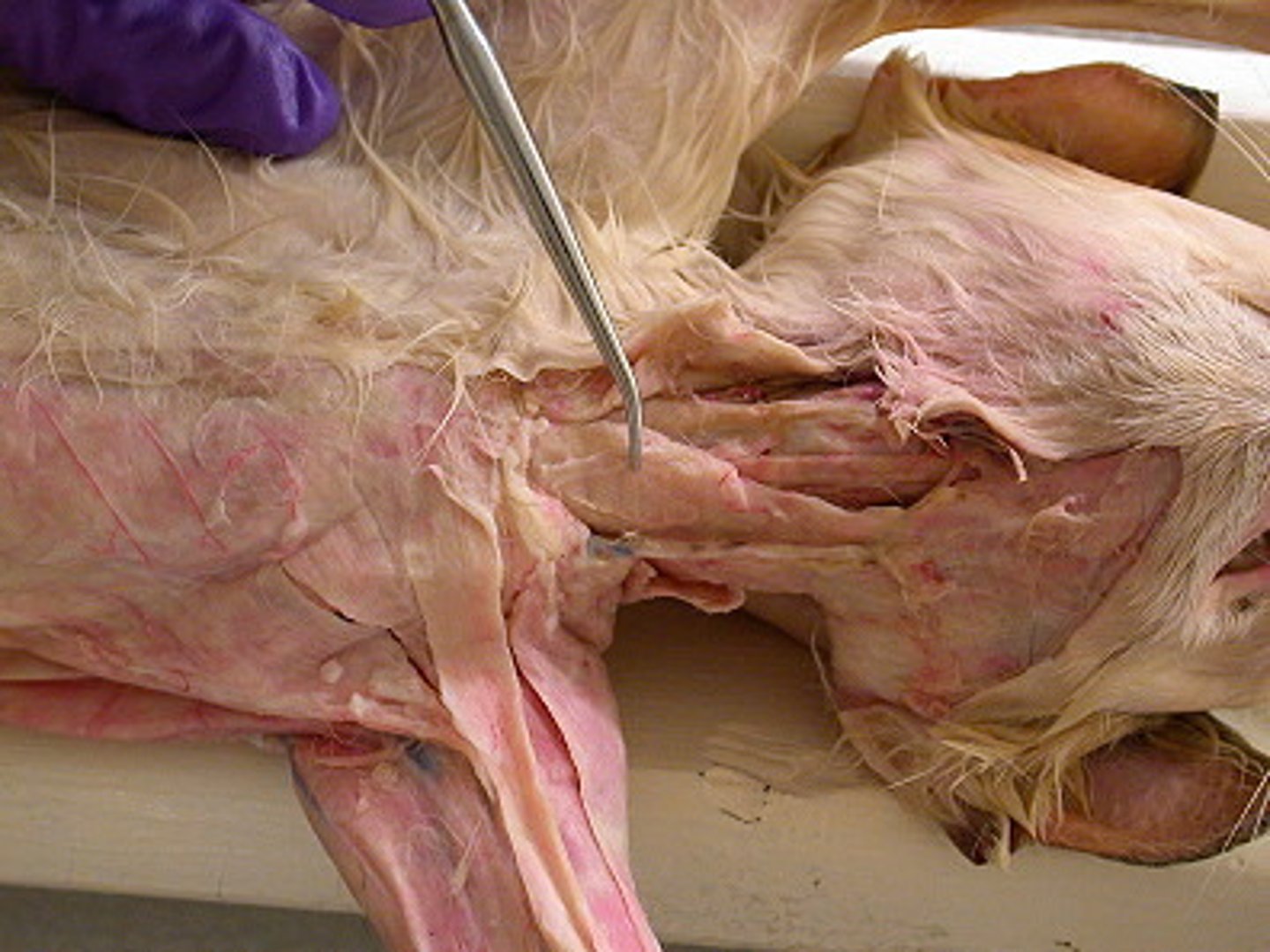 <p>Origin: manubrium</p><p>Insertion: lambdoidal ridge and mastoid process</p><p>Action: turns and lowers head</p>