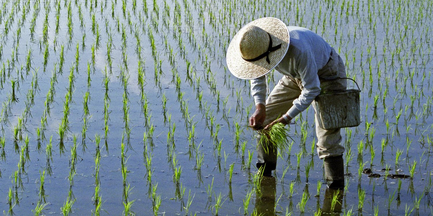 Def: quick-maturing, very resistant rice that allow 2 harvests in one growing seasons
LO11: As champa rice became more popular, people could grow more rice and the economy expanded as well as the population