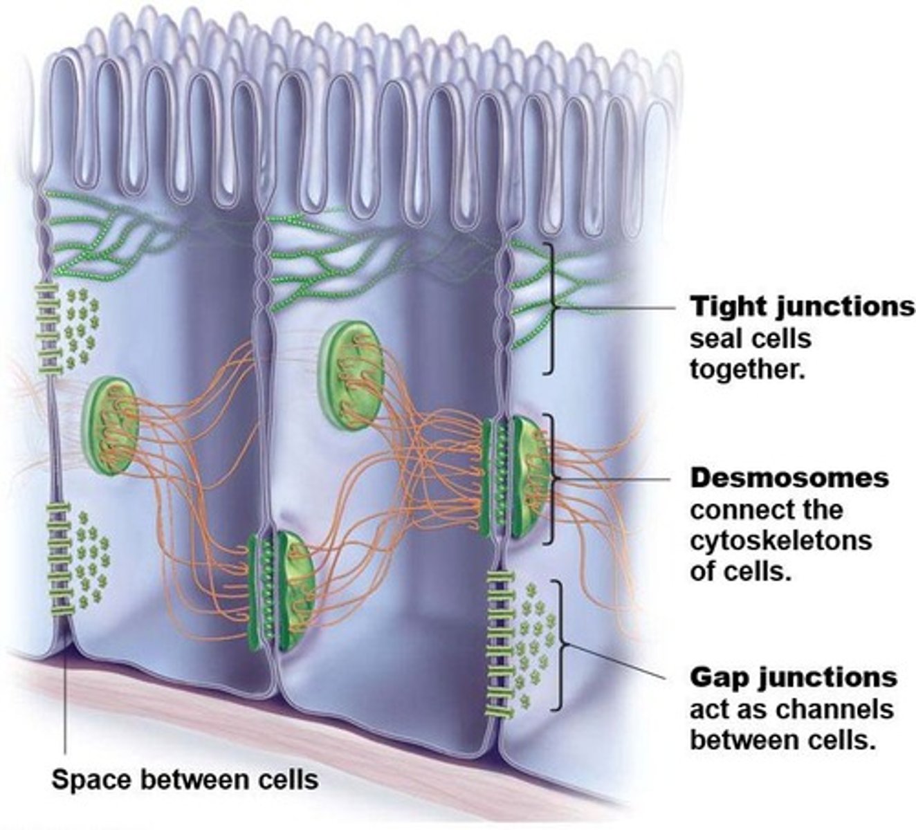 <p>Proteins linking cytoskeletons of adjacent animal cells.</p>