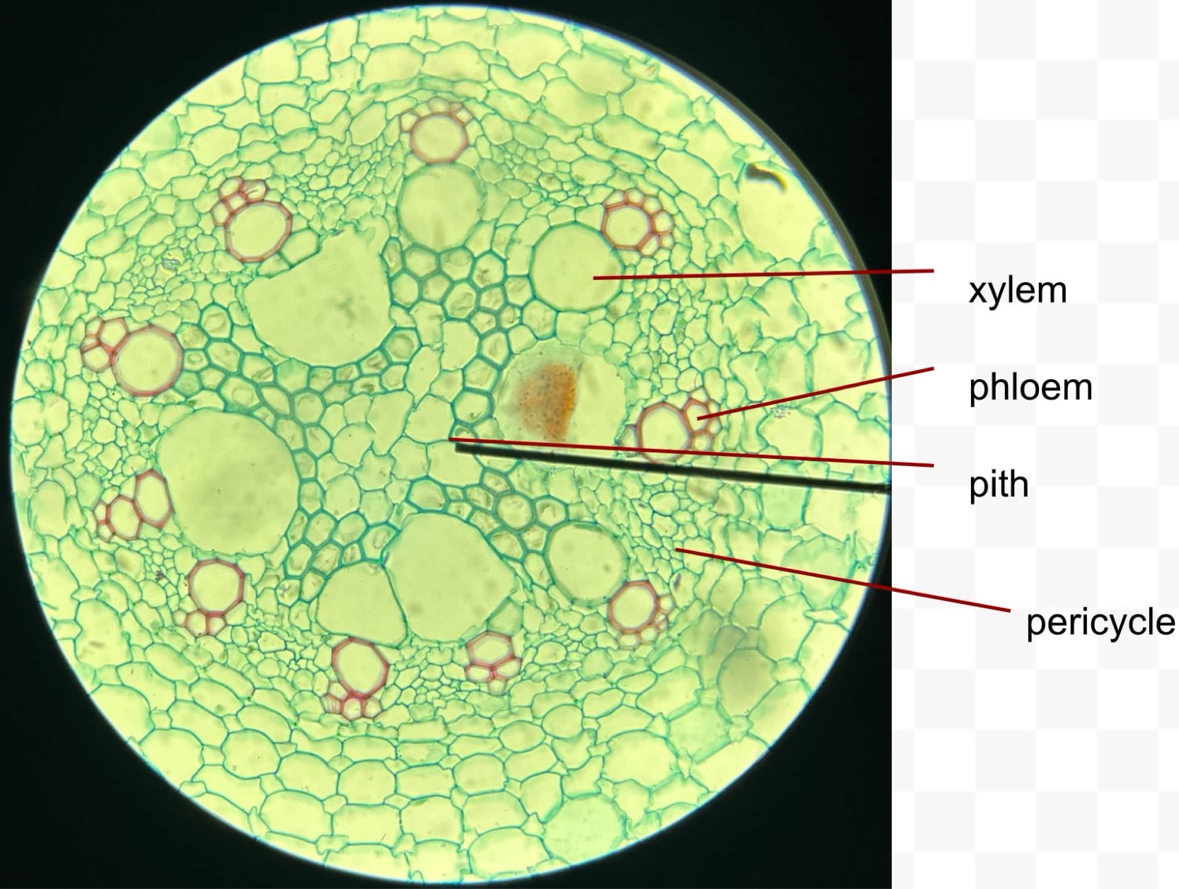 <p>identify the specimen</p>