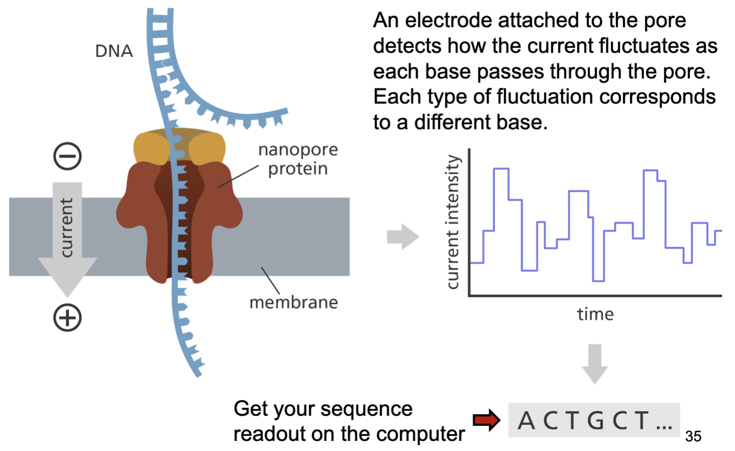 <ul><li><p>vertical lines go into the page (dashes)</p></li><li><p>horizontal lines come out the page (wedges)</p></li><li><p>a switch of the two substituents leads to the opposite configuration (R → S, S → R, changes enantiomer)</p></li><li><p>two switches and you are back where you started</p></li></ul><p></p>