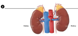 <p>what type of gland is 3?</p>