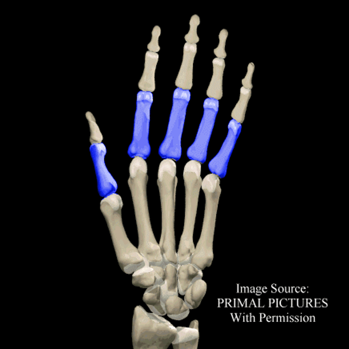 <p>What is the term of the bones highlighted in blue?</p>
