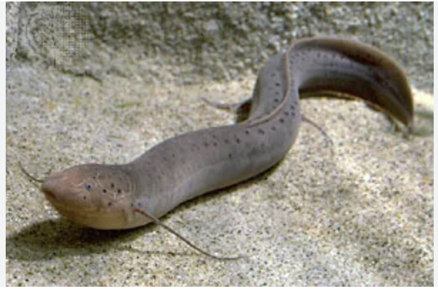 <p>(L10) lungfish!</p><p>bone skeleton, slimy skin with scales, movable jaw and teeth, 2.5 chambered heart, <strong>5 gill slits</strong> and simple lungs, external fertilization and oviparous, brain with small cerebrum, poikilotherm</p>