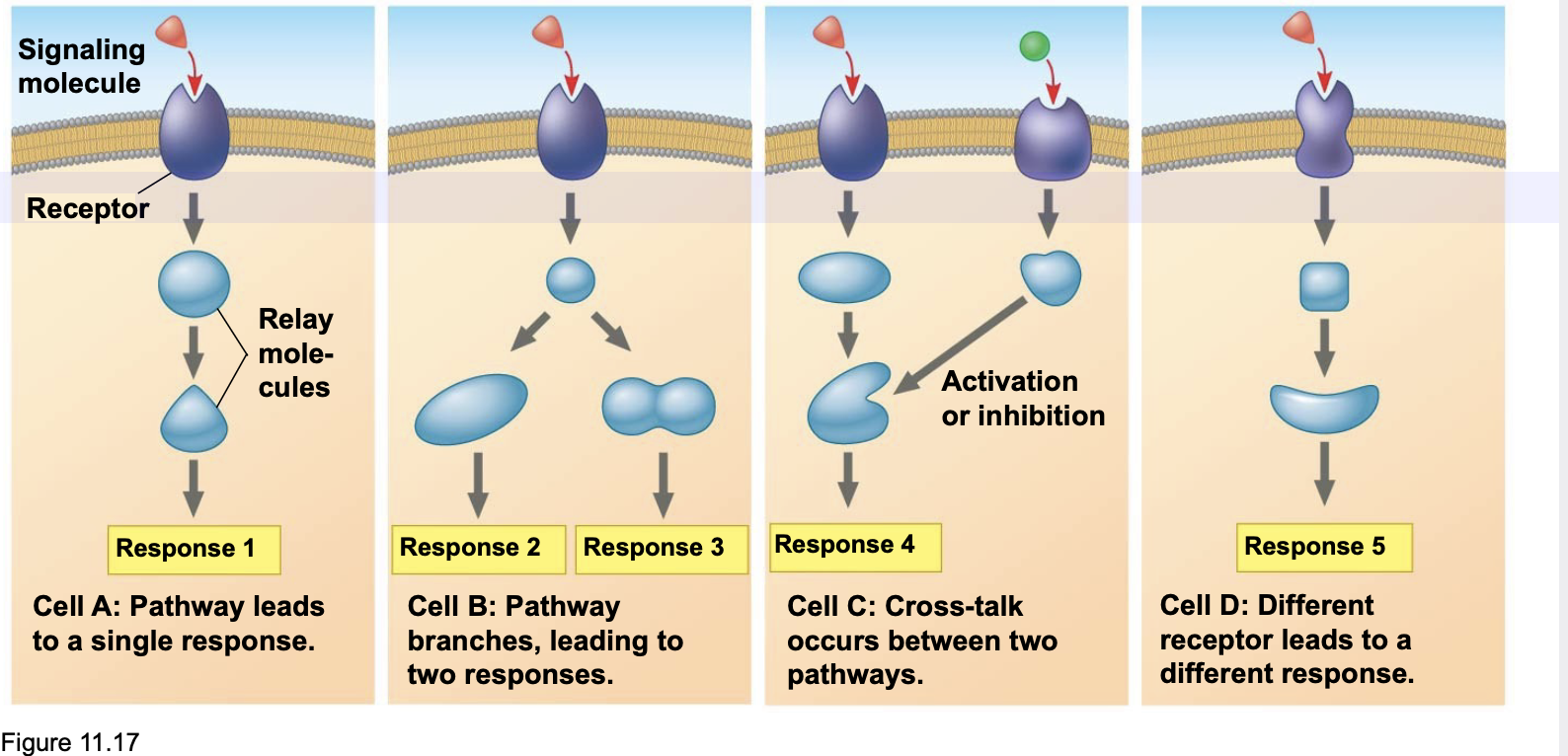  \n .The cell’s response to an extracellular signal involves changes in gene expression (by changing transcription) and/or changes in cytoplasmic enzyme activity.

.Nuclear Responses to a Signal: The Activation of a Specific Gene by a Growth Factor.

.The same signaling molecule (red) can have different responses in different cells, depending on the types of signaling pathways present in the cell.