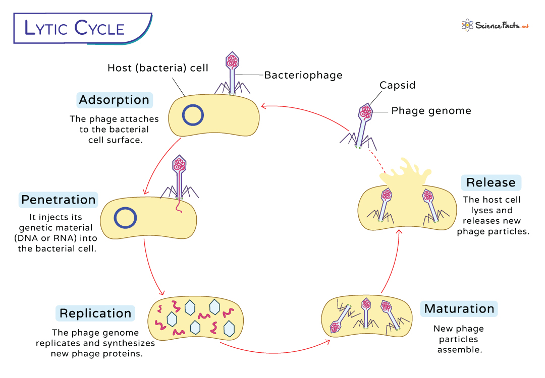 <ol><li><p><span style="background-color: transparent; font-family: "Helvetica Neue", sans-serif;"><strong><span>Attachment</span></strong><span> - Bacteriophage attaches to specific receptors on the </span><em><span>E. coli</span></em><span> cell surface using its tail fibers</span></span></p></li><li><p><span style="background-color: transparent; font-family: "Helvetica Neue", sans-serif;"><strong><span>Penetration</span></strong><span> - The virus injects its double-stranded DNA into the host cell, leaving the capsid outside</span></span></p></li><li><p><span style="background-color: transparent; font-family: "Helvetica Neue", sans-serif;"><strong><span>Replication</span></strong><span> - The host’s enzymes + machinery replicate viral DNA &amp; synthesize viral proteins</span></span></p></li><li><p><span style="background-color: transparent; font-family: "Helvetica Neue", sans-serif;"><strong><span>Assembly (Maturation)</span></strong><span> - New phage components (head, tail, fibers) are assembled into complete viruses (virions)</span></span></p></li><li><p><span style="background-color: transparent; font-family: "Helvetica Neue", sans-serif;"><strong><span>Lysis (Release)</span></strong><span> - Viral enzymes break open the bacterial cell wall, releasing hundreds of new phages</span></span></p></li></ol><p></p>