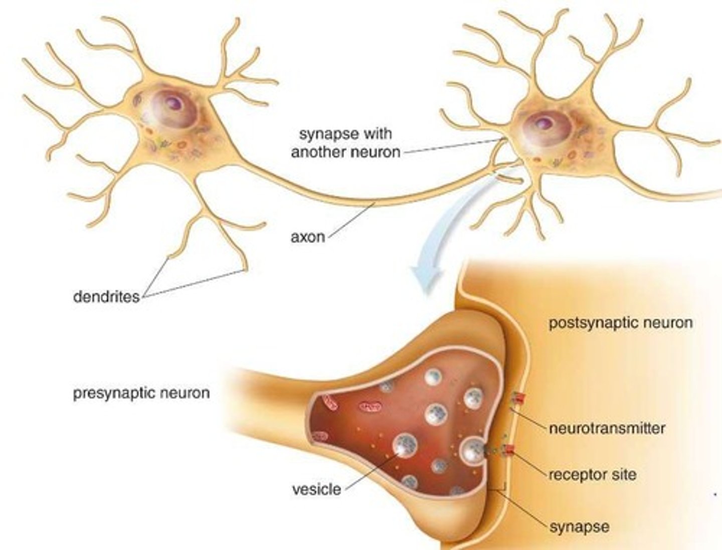 <p>Amino acids are precursors to important neurotransmitters like dopamine, serotonin, GABA, and glutamate.</p>