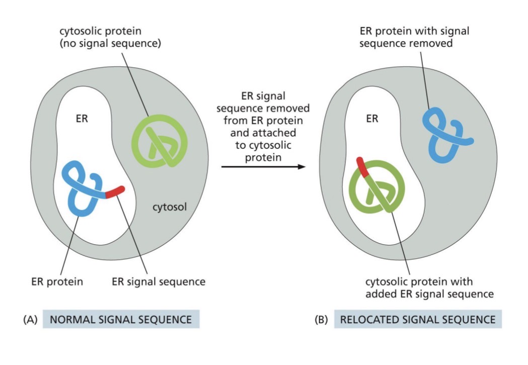 <p>Proteins are nuclear encoded (made from genes)</p><p>mRNA arrives in cytoplasm — translation starts on cytosolic ribosomes</p><ul><li><p><span style="color: yellow;">Cytosolic protein: no sorting signal, defualt location is cytosol</span></p></li><li><p><span style="color: yellow;">Sorted proteins: have sorting signal, signal sequence</span></p></li></ul><p>(can be modified experimentally to identify the types of signals)</p><p></p>
