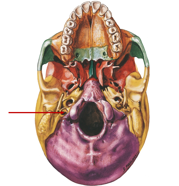 <p>Hole for blood vessels, in temporal and occipital</p>