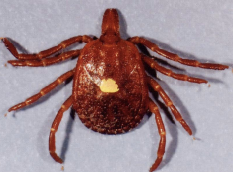 <p>What is the scientific name of the Lone Star Tick?</p>