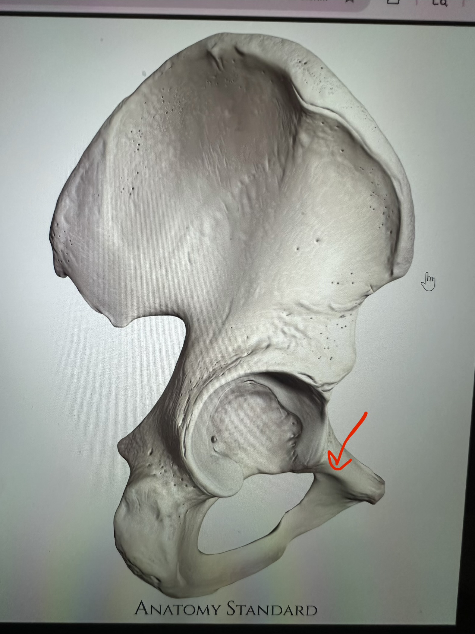 <p>os coxae, connects pubis to ilium at acetabulum</p>