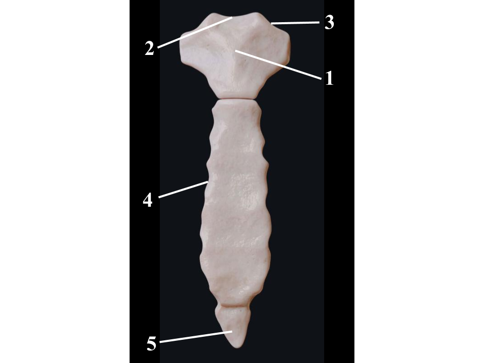 <p>What structure is indicated by 1?</p>
