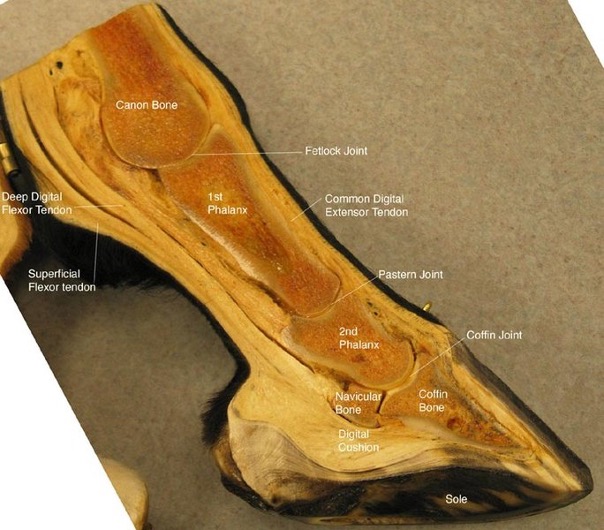 <p><span>Relevant Anatomy of Distal Limb</span></p>