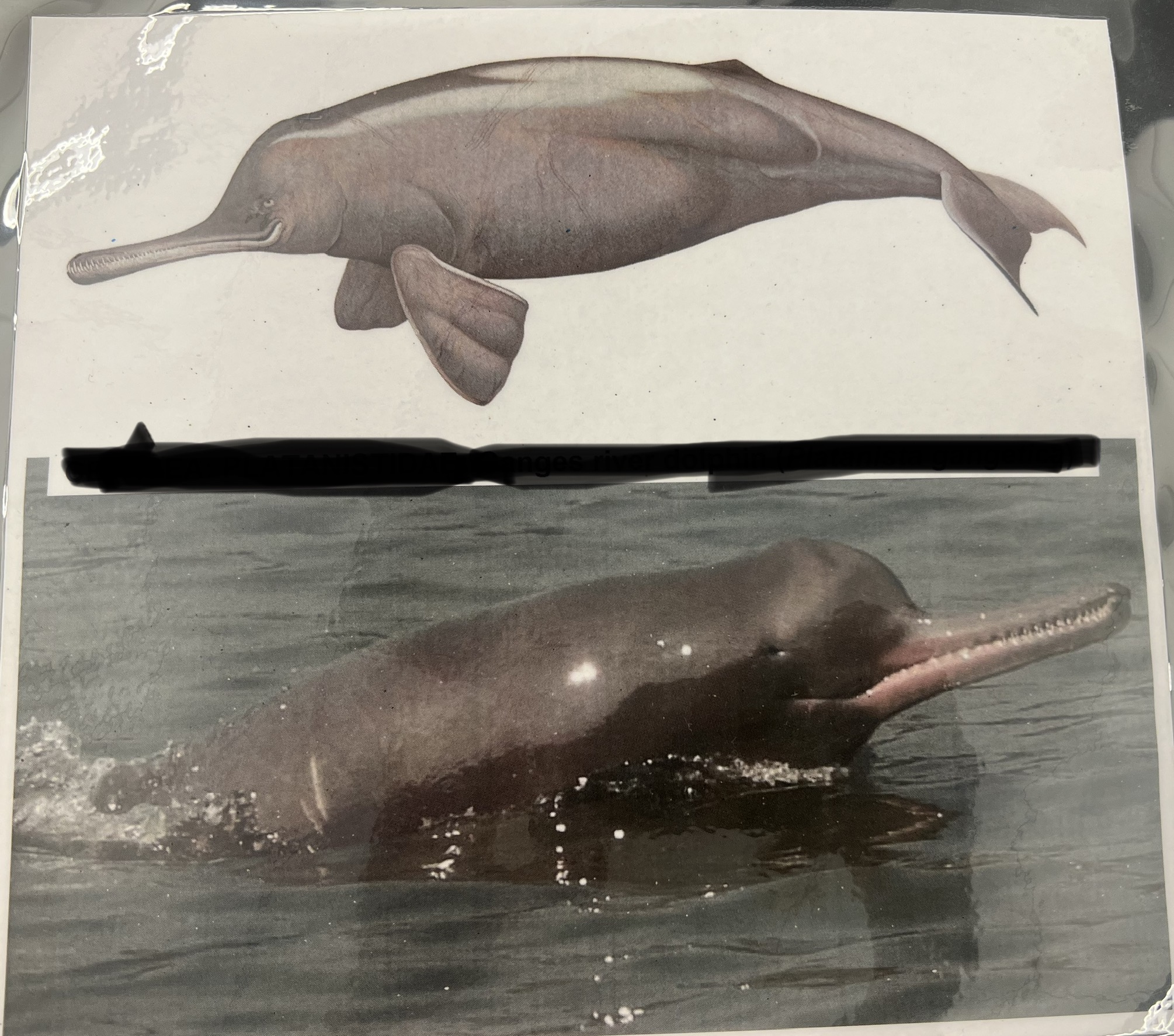 <p>Parvorder and Family?</p>