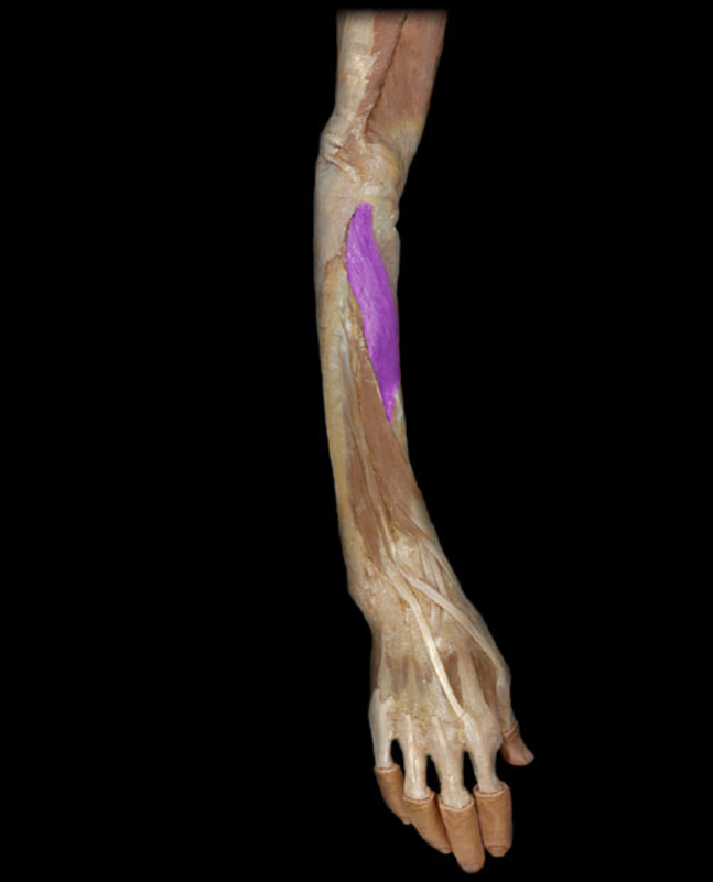 <p>Supinator</p>