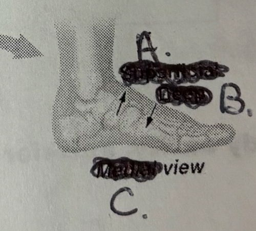 <p>A and B Directional Terms</p>