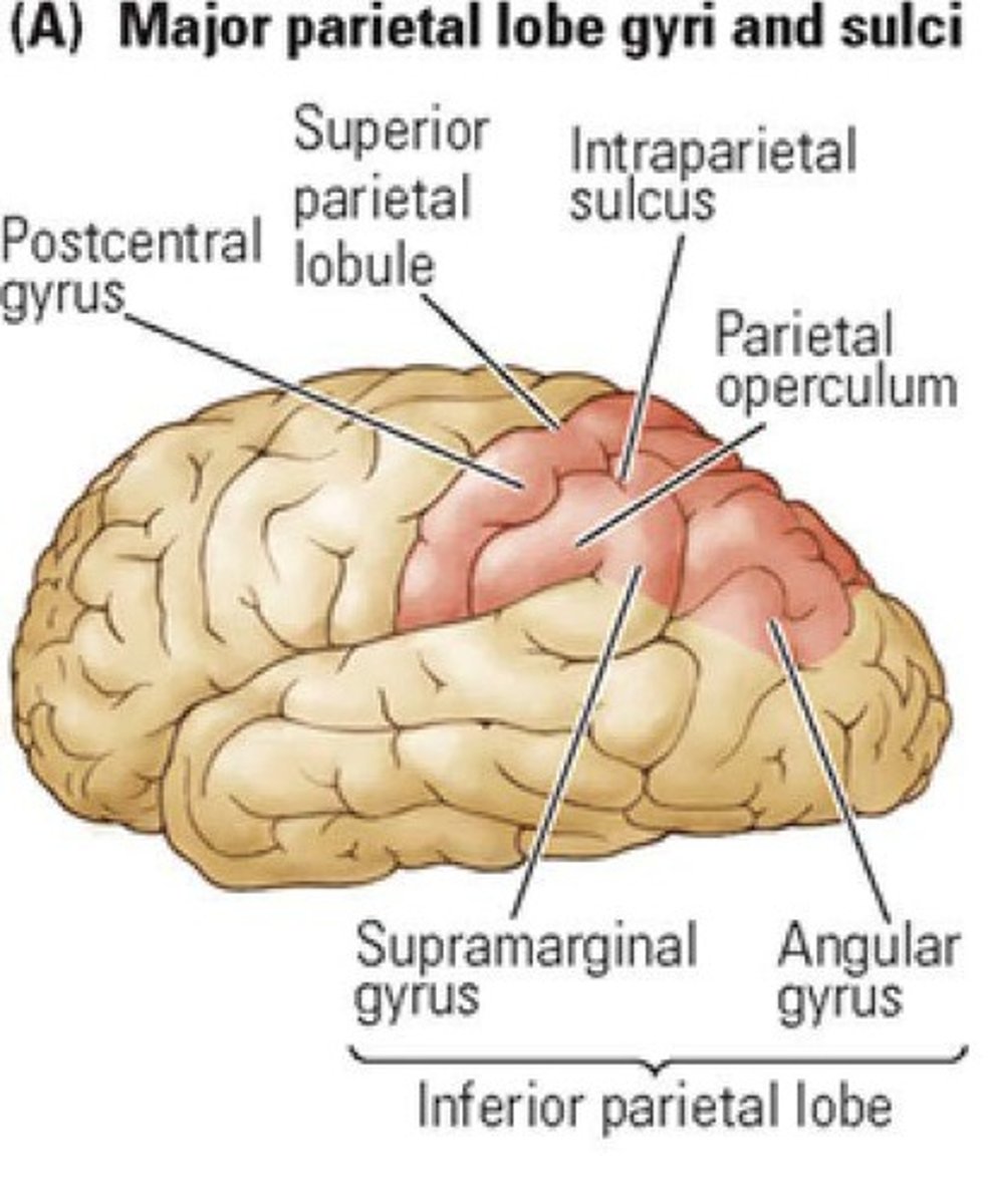 <p>Contains primary somatosensory cortex for sensory processing.</p>