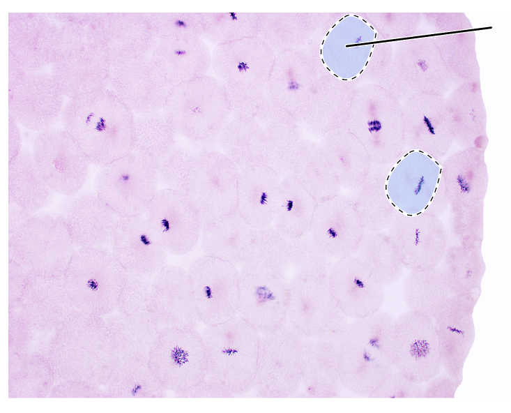 <p>What stage of mitosis is shown by the highlighted cells?</p><p>(Cross section of whitefish blastula).</p>