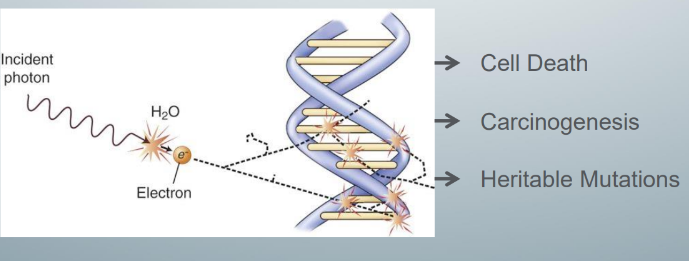 <p>-DNA</p>