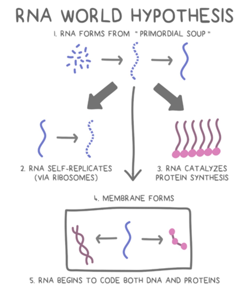 <p>states that RNA dominated Earth's primordial soup before there was life.</p><p>- RNA developed self-replicating mechanisms and later could catalyze reactions, such as protein synthesis, to make more complex macromolecules</p><p>- Since RNA is reactive and unstable, DNA later became a better way of reliably storing genetic information.</p>