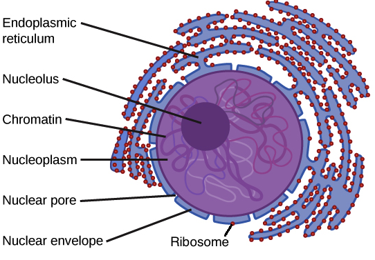 <p>The control center of the cell that directs all of its activities.</p>
