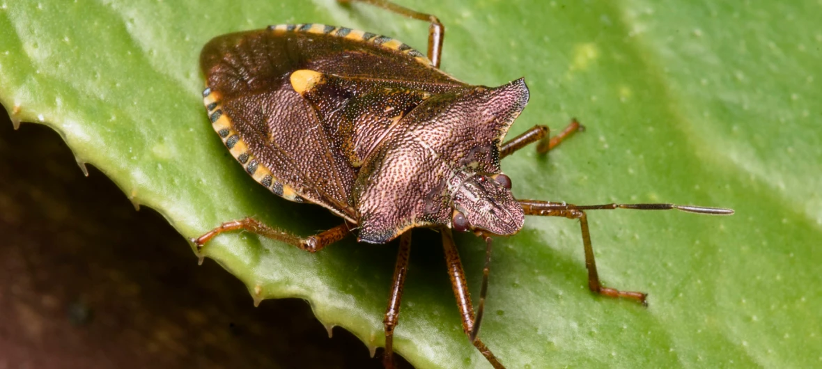 <p>order of true bugs </p>