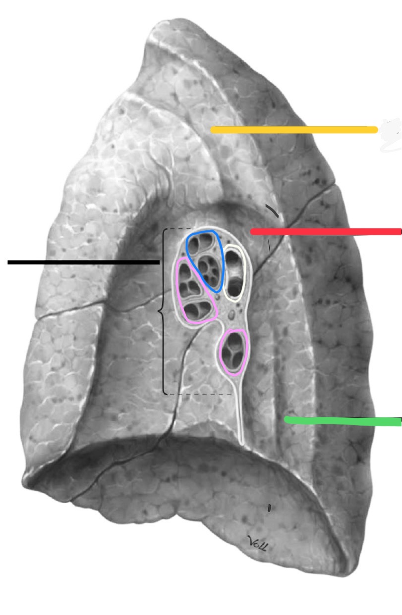 <p>What groove is identified by the red?</p>