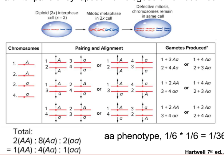 <ul><li><p>in tetraploidy you dont have 2 homolog chromosomes you have 4 homologous chromosmes for each different type of chromosome, when pairing up, only homologues can pair up, they have a choice of three partners to pair up with (1+2 new)</p></li><li><p>once paired with 3 possible partners, different ways of assorting”left door or right door” for one partner and the other</p></li><li><p>pairing and alignment varies</p></li><li><p>4 alleles instead of 2</p></li><li><p>all possibilities are equally likely </p></li><li><p>choices of who they pair with and which way they assort</p></li><li><p>probability of aa aa gametes for example are 2/12 or 1/6 ² because 2 parents → 1/36</p><ul><li><p>unique dihybrid ratio→ 1AA:4Aa:1aa</p></li></ul></li></ul><p></p>