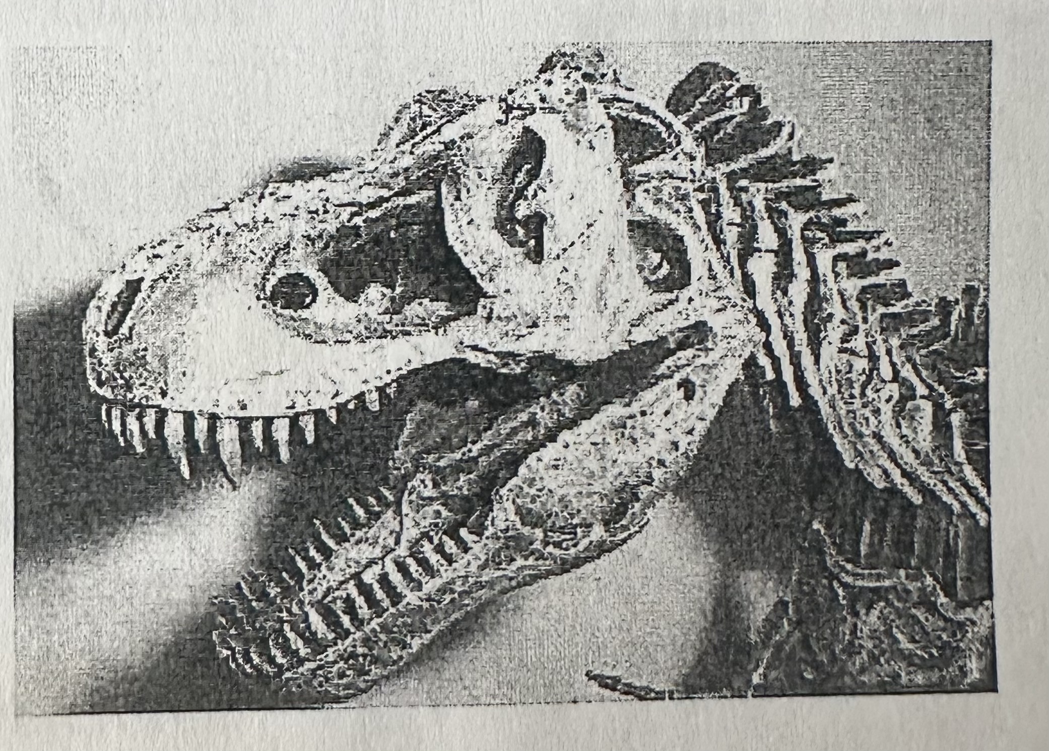 <p>Any preserved part or trace of an organism that once lived.</p>
