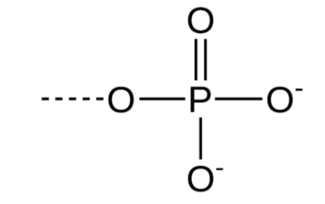 <ul><li><p>Organic phosphate</p></li><li><p>Negatively charged (if it donated H protons that were bonded to oxygen)</p></li><li><p>Gives molecule ability to react with water, splitting off and releasing energy (eg ATP)</p></li></ul><p></p>