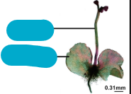 <p>what is this? what are the missing words? what type of plant?</p>