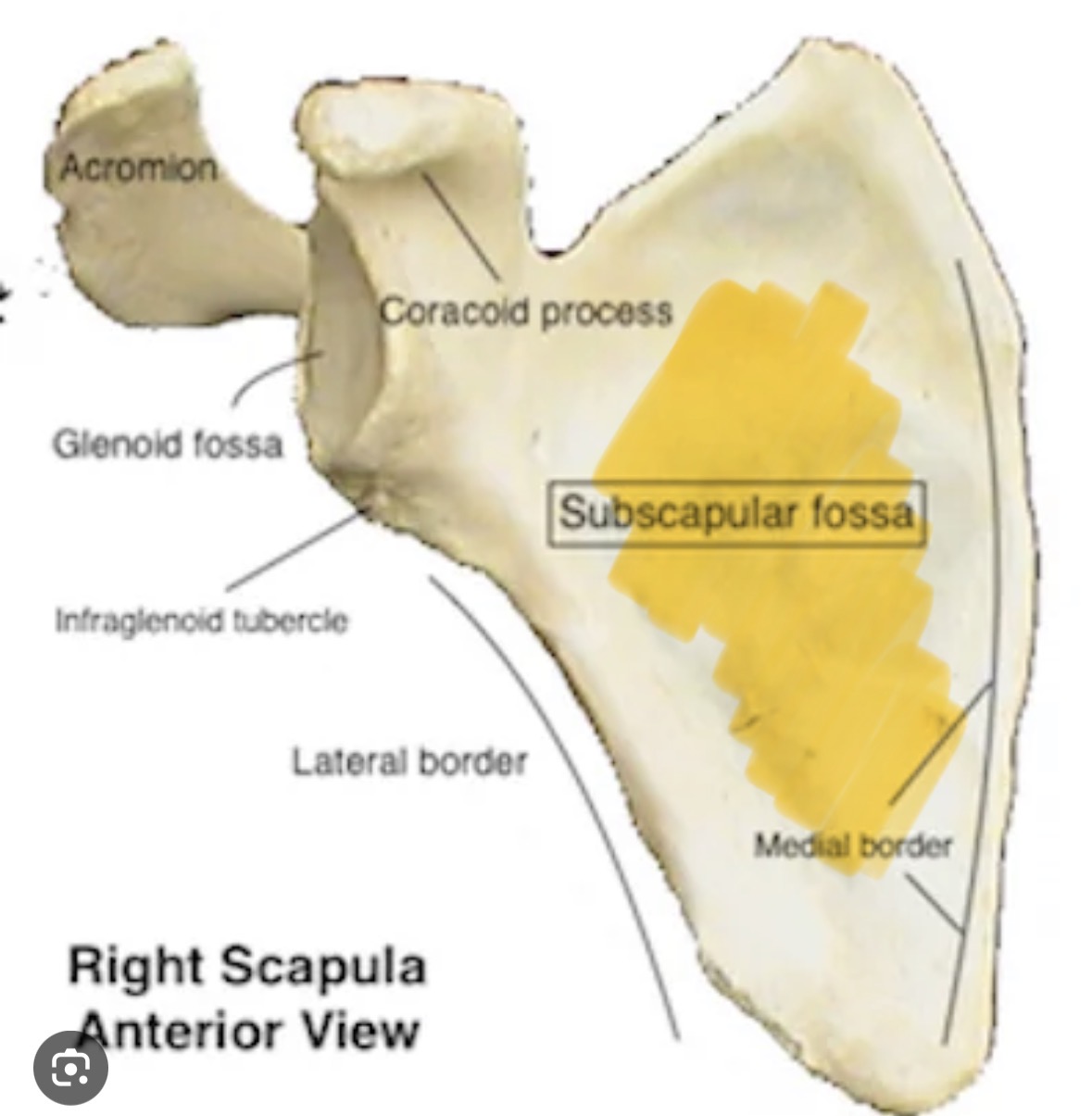 <p>On anterior side</p>