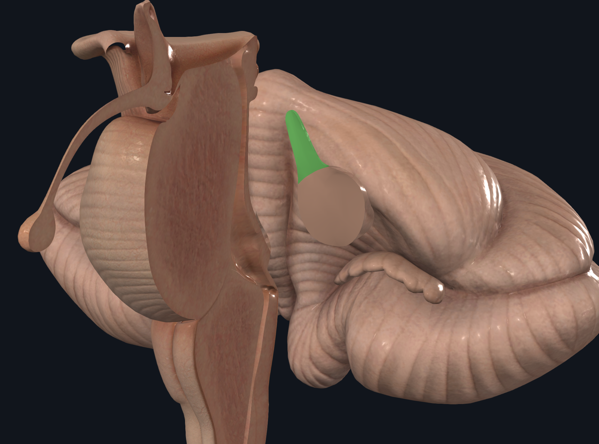 <p>Braquia Conjuntiva</p><ul><li><p>Entradas y <strong>salidas</strong></p></li></ul><p>Fibras del cerebelo que van al núcleo rojo y al tálamo del lado opuesto.</p><ul><li><p>Vía cerebelorrubrotalámica</p><ul><li><p>Del núcleo dentado del neocerebelo  sale por el pedúnculo cerebeloso superior, se decusa y llega al núcleo rojo y tálamo (VL, VA) y proyecta a la corteza motora para coordinar y afinar movimientos voluntarios finos</p></li></ul></li></ul><p></p>
