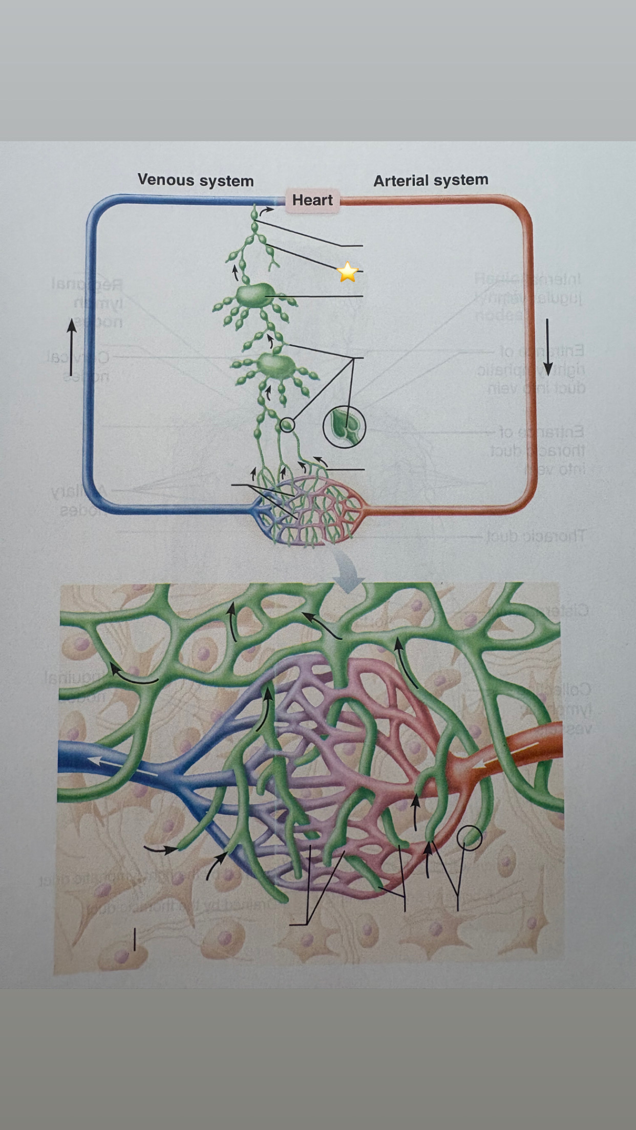 <p>name the starred structure</p>