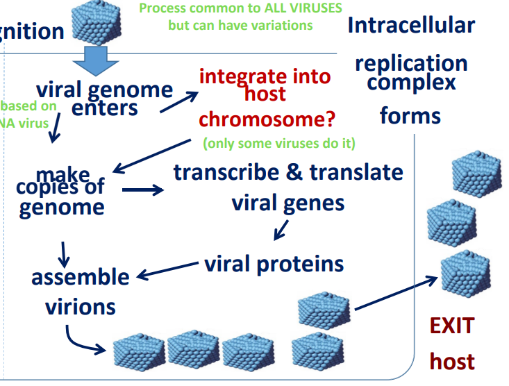 <p>Process common to ALL VIRUSES but <strong><u>can have variations</u></strong></p>