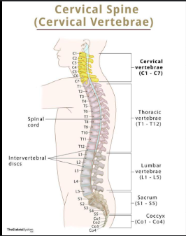 <p>The seven vertebrae in the neck region that support the head and allow for its movement, playing a vital role in protecting the spinal cord. </p>