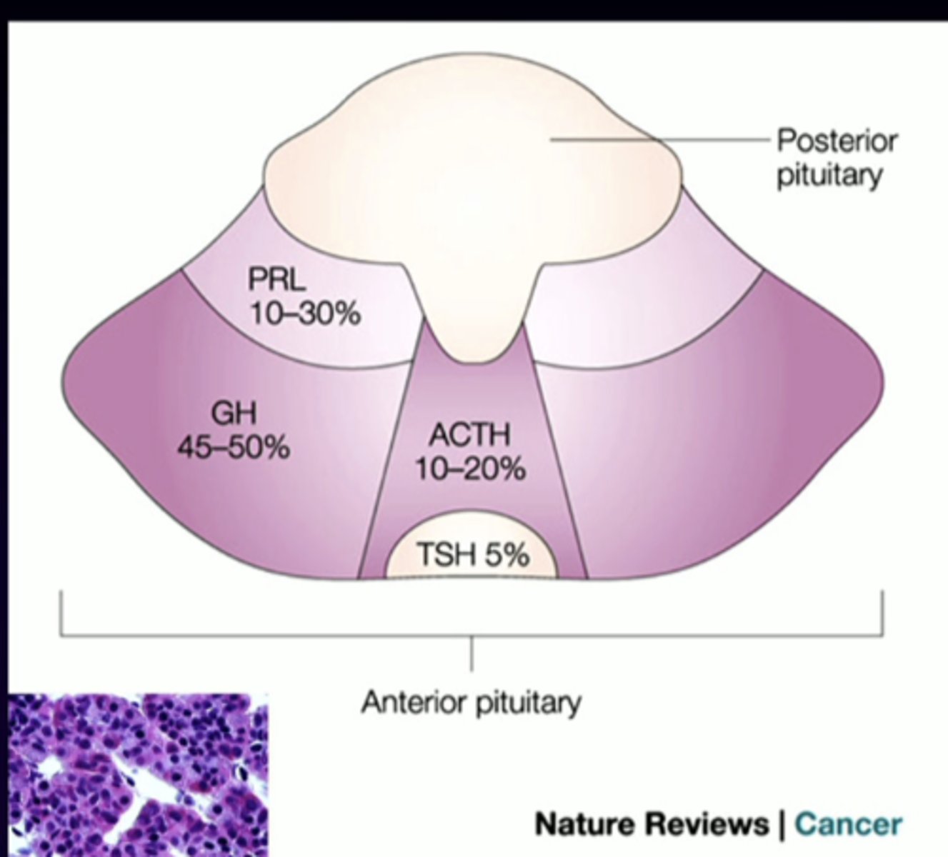 <p>anterior pituitary cell types (-trophs)</p><p>thyroid-stimulating hormone </p>