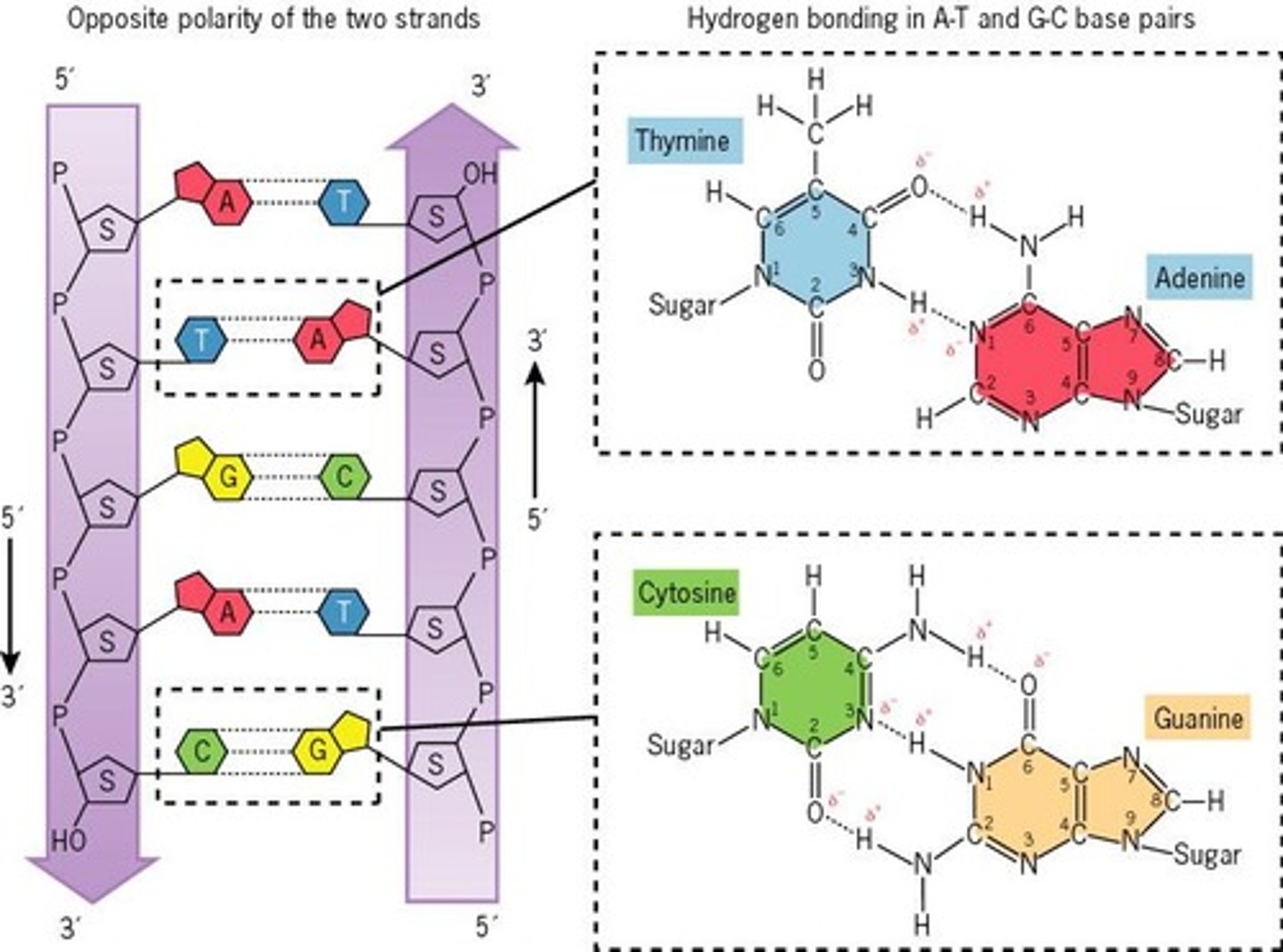 <p>Hydrogen bonds between complementary bases.</p>
